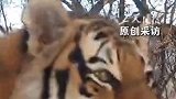 “美丽中国行”之东北虎豹天团回来了！
