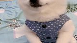 女主跟狗子聊天，看狗子乖巧的样子，太可爱了