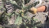 为啥只有骆驼敢吃仙人掌？不怕扎嘴吗？看完才知道它有多厉害