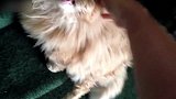 主人打开门迎接小猫，小猫坐在楼梯上不停地叫着，可爱！