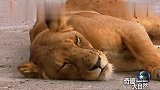 狮子染上可怕的瘟疫,全身上下充满烂疮,躺在地上被苍蝇包围