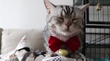 猫咪生日吃罐头吃到打嗝，喵：扶朕起来，朕还能吃