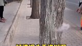 保护大自然人人有责，疑遭烟头致树干冒烟