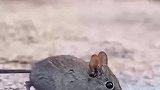 不知名的鼠类在岩石上喝水，没想到有这么多种鼠类