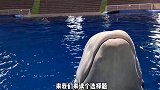 给“泰哥”做了一个小测试 鉴定笨蛋吃货一枚完毕