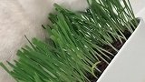 猫：铲屎的这草都吃完了，快换盆新的！