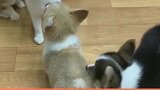猫咪被一群小柯基围殴了，它好像并没有生气，只是轻轻的还了手！