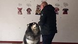 五岁阿拉斯加、一百七十多斤！两分钟教会它坐定！训犬不难、只要方法对了！一切都很简单阿拉斯加 哈士奇