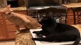 橘猫：黑猫弟弟，你别碰我，别耽误我起跳