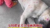 女娃把家犬全身画满颜色