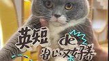 省心又好养的猫英短