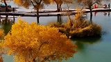 秋游季南疆环游记第十一天——罗布人村寨