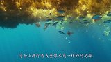 世界上最危险的海，透明度达72米，过往的船却“有去无回”？