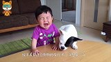萌娃抢狗狗的骨头吃，接下来请注意狗狗的反应，看一次想笑一次