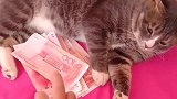 狸花猫：这是本喵的私房钱，别动，要就找你老婆拿去