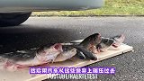 老外将鱼放在火车轨道上，火车开过去，会发生什么呢