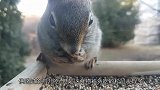 松鼠找东西吃，结果碰上水球，炸开的一刻松鼠懵了