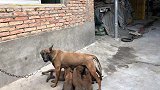 欣赏下这只马犬和它的八只孩子，小狗是非常淘气，没事就互相打架
