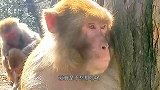 猫：脚臭怪袜子，你洗洗脚吧