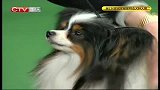 重庆卫视-犬种大赛20140224