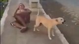 勇敢的狗狗保护流浪主人睡觉，太感人了