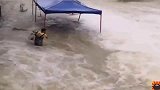 暴雨过后，农村大哥冒着洪水撒网抓鱼，胆子真肥！