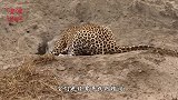 猎豹在野猪洞捉出一只小野猪，反倒便宜了鬣狗，究竟发生了什么？