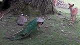 五颜六色的鹦鹉跟像猫的豹
