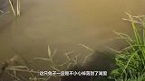 男子救起漂浮在湖中的兔子，以为已经死了，这时候奇迹发生了