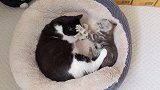 猫咪争抢床位