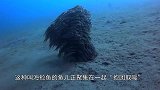 对于弱者，从来就没有“抱团取暖”这回事，有可能是团灭！