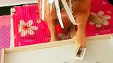 金毛：你们太过分了，欺负我一个！