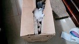 听说箱子放久了会长猫，这箱子长了两只猫咪，快来看看是什么品种