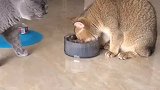 这波猫粮，吃的我猝不及防！