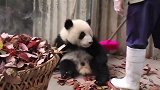 不安分的熊猫宝宝，看着像个贪玩的孩子！太萌了