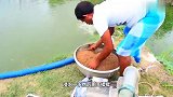 印度鲶鱼养殖，成百上千的鲶鱼在池塘抢食物，这场面有点刺激