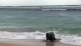 海豹我就纳闷了这鱼咋这么能跑了