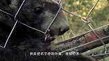 动物园里一只蜜獾费尽心思，只为逃出牢笼，看完让人佩服