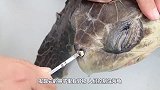 海龟鼻子里有异物，鼻血一直流，看起来十分痛苦！