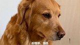 主人说泰迪在隔壁偷吃，说金毛坏话，金毛趴在墙上，小心翼翼偷听