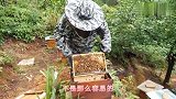 养蜂人为什么能够一分钟找到蜂王？养蜂人教你一招，学会你也可以