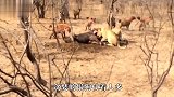血海深仇！雄狮杀入鬣狗老窝，疯狂屠戮小鬣狗