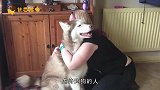 主人发现狗狗经常自残咬自己，知道原因后，太让人心疼了！