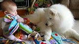 萨摩耶与宝宝一起玩耍，狗狗吃着宝宝的玩具