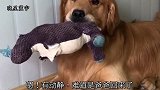金毛把玩具撕坏了，发现主人回来了后，就叫马犬来撕，马犬被坑惨