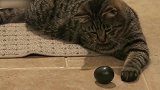 看这小猫咪胖嘟嘟的样子，看这眼神凶巴巴的，是没有小鱼干了吗