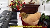 母鸡会弹琴你信吗？视频为证，长见识了