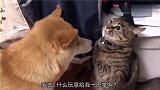 汪星人和喵星人两互怼，场面太搞笑了