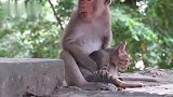 猴姐收留一只流浪猫，把猫咪当成宝贝一样，好得实在看不下去了