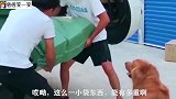 猫狗为了一个快递盒子挣得死去活来，也不怕胶带粘毛